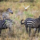 Zebras in Tarangire