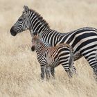 Zebras in Tarangire