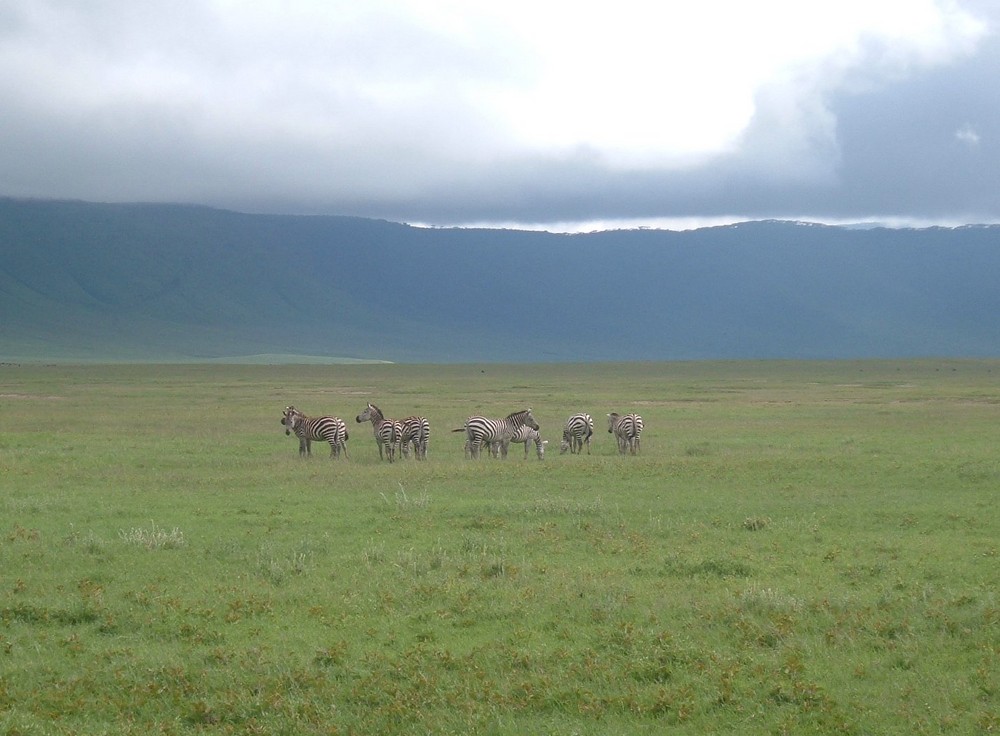 Zebra;s in the Crater