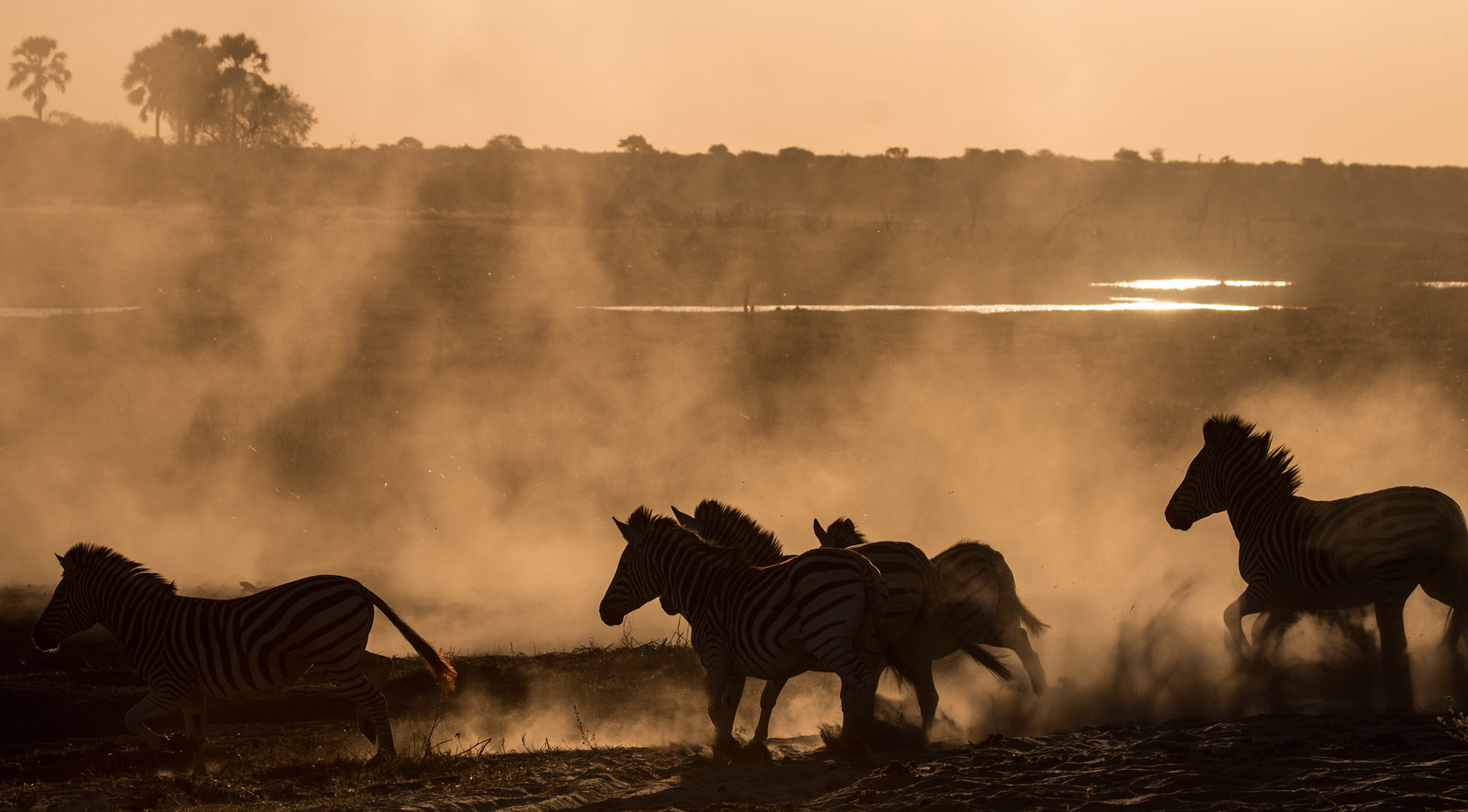 Zebras in the dust