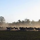 Zebras in the dust.....