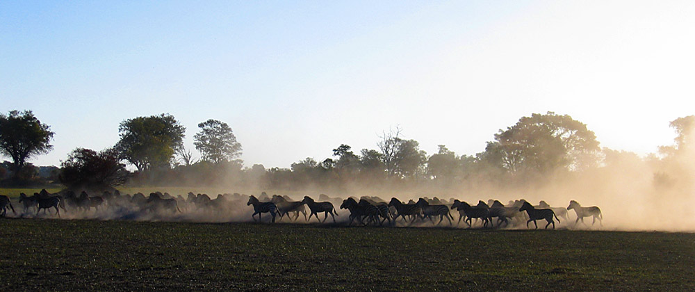 Zebras in the dust.....