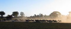 Zebras in the dust.....