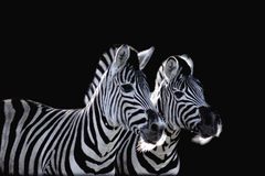 Zebras in the night.....