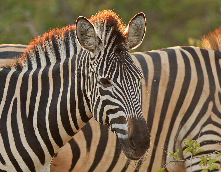 Zebras in the wild...