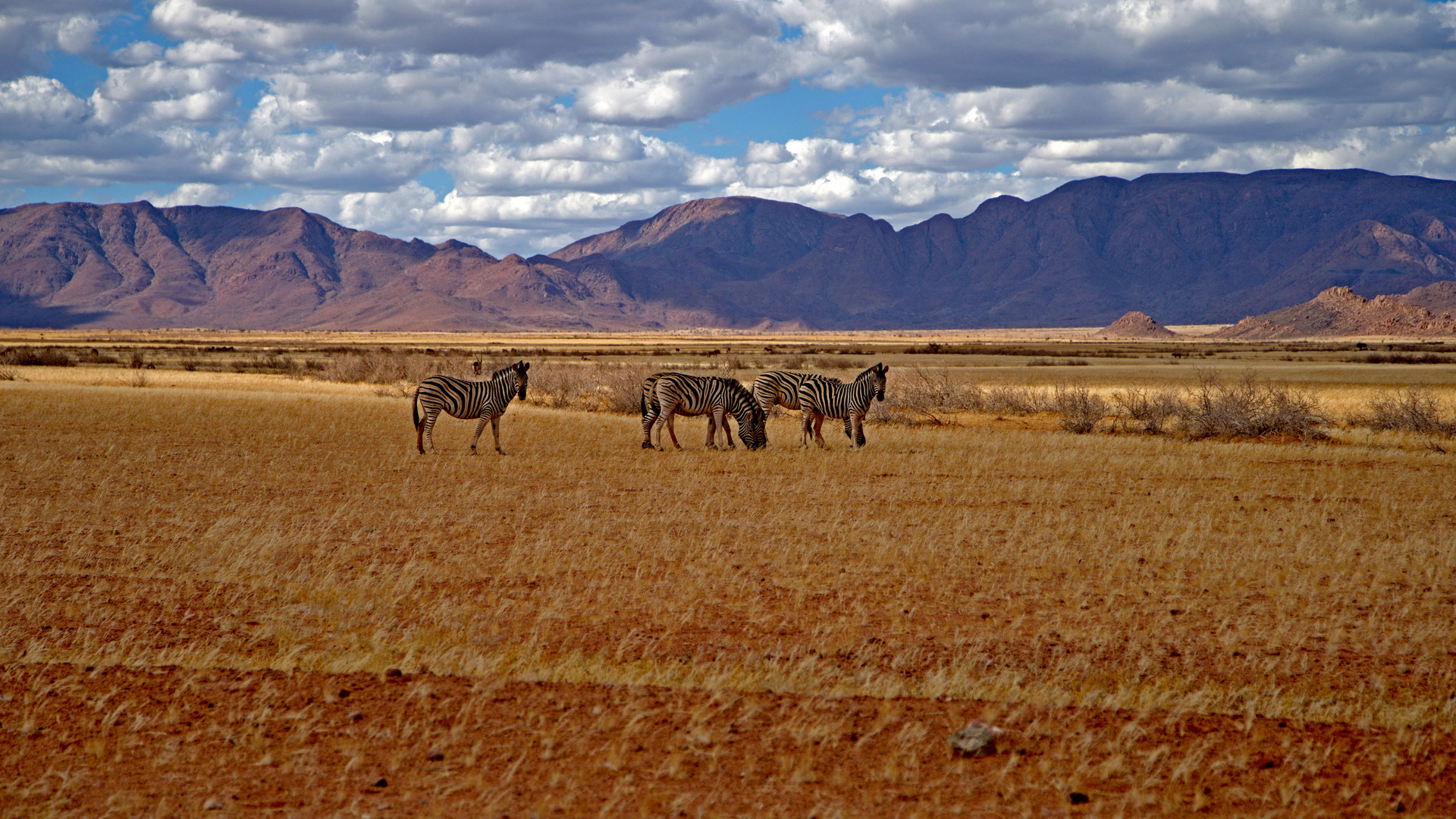 Zebras in toller Landschaft_Namibia