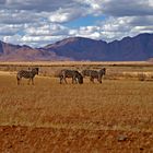 Zebras in toller Landschaft_Namibia