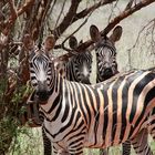 Zebras in Tsavo-West