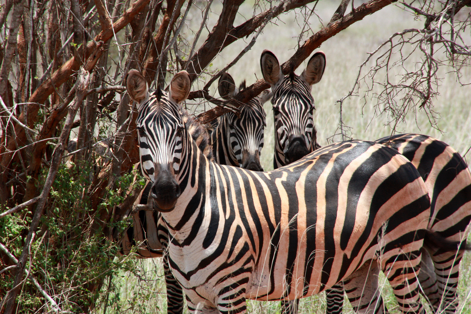 Zebras in Tsavo West Nationalpark
