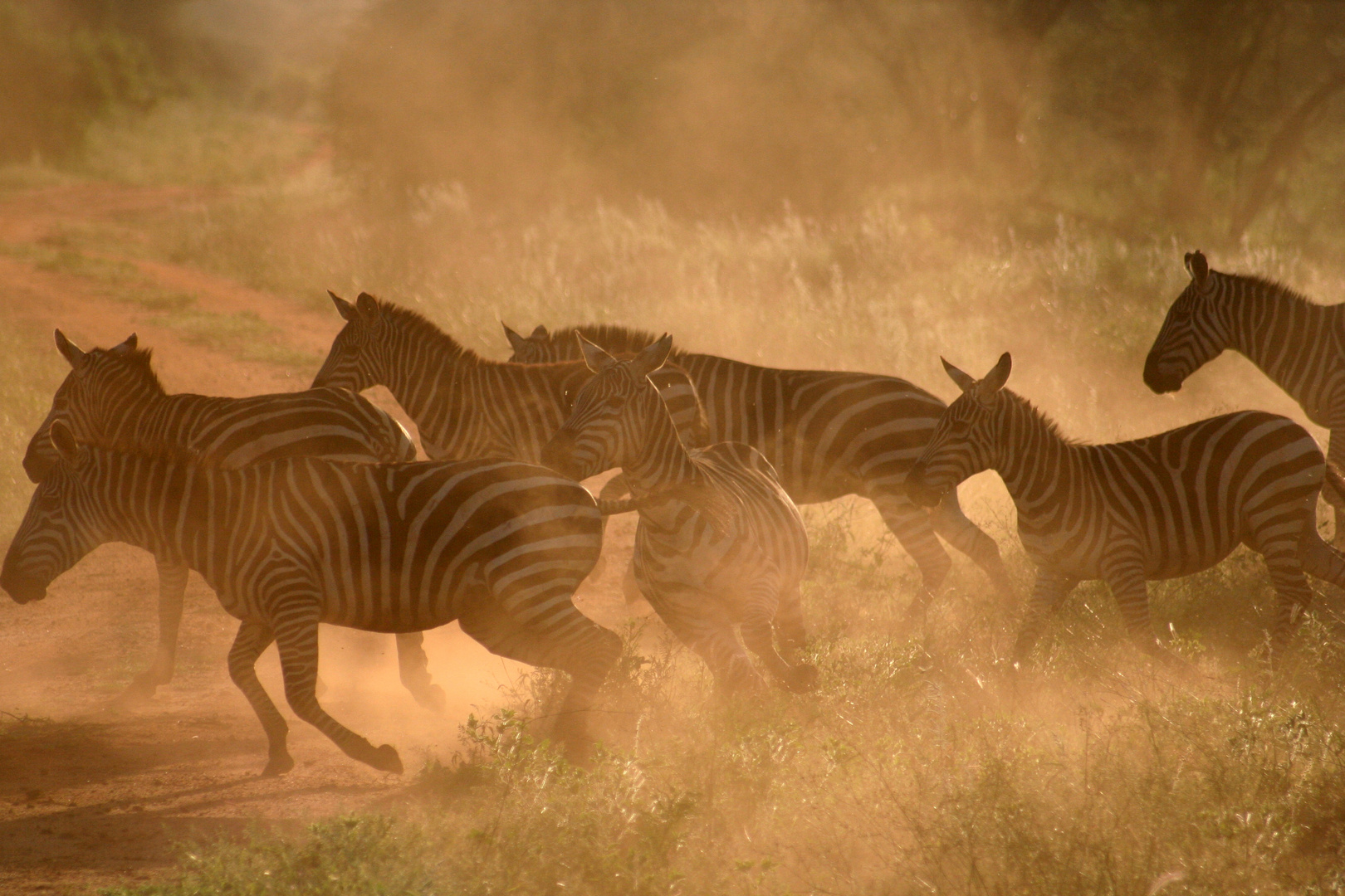 Zebras in Tsavo West Nationalpark Kenia