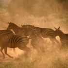 Zebras in Tsavo West Nationalpark Kenia