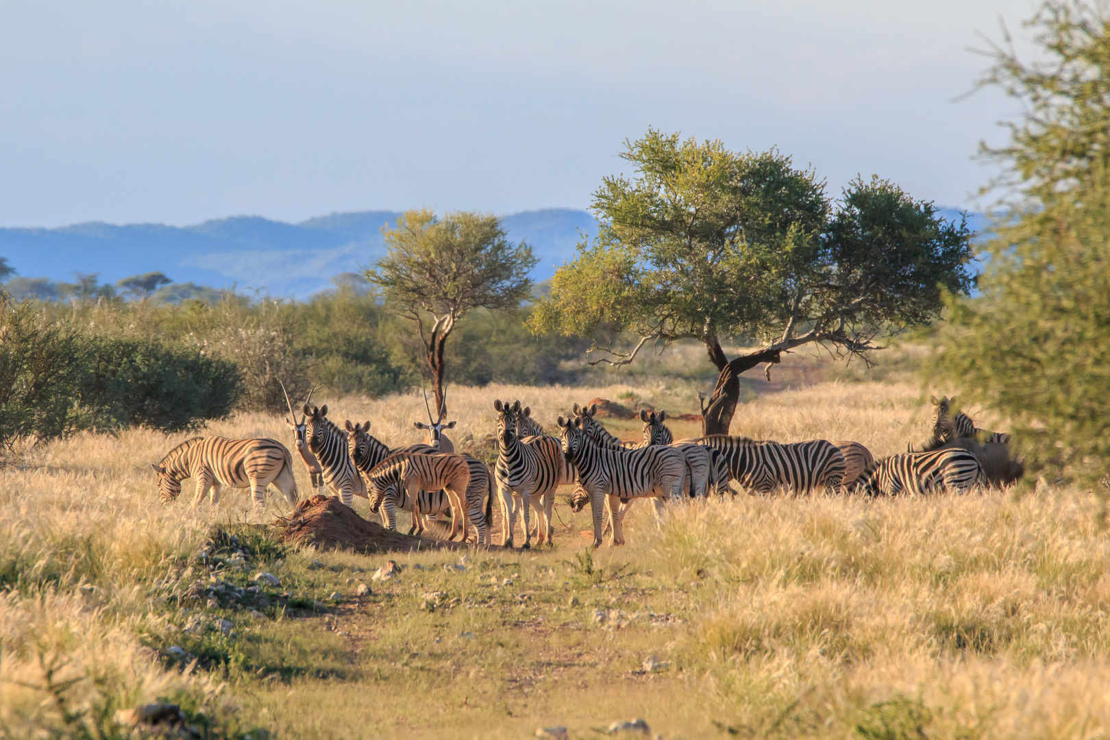 Zebras inNamibia