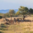 Zebras inNamibia