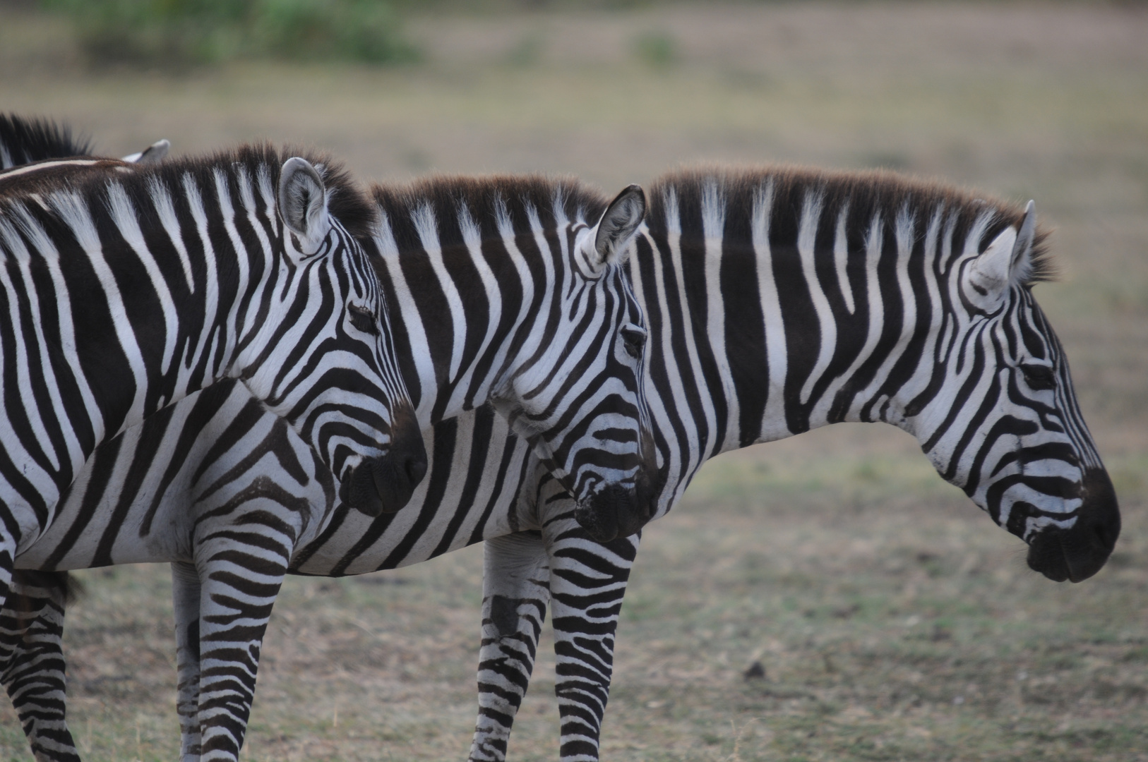 Zebras Kenia ( Tsavo Ost )