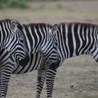 Zebras Kenia ( Tsavo Ost )