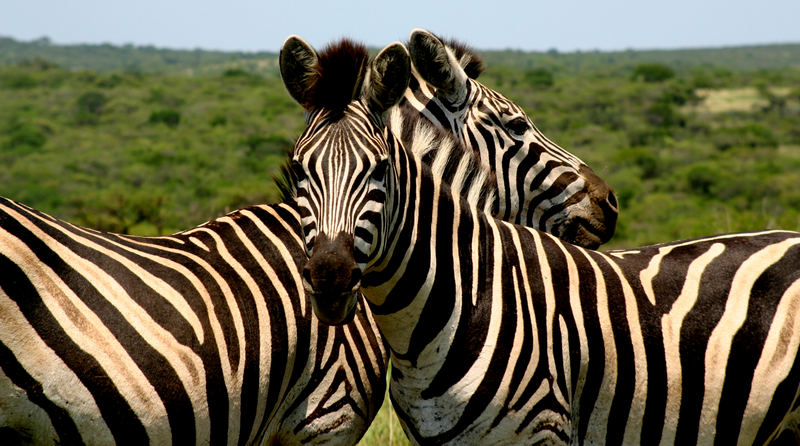 Zebras Krügerpark