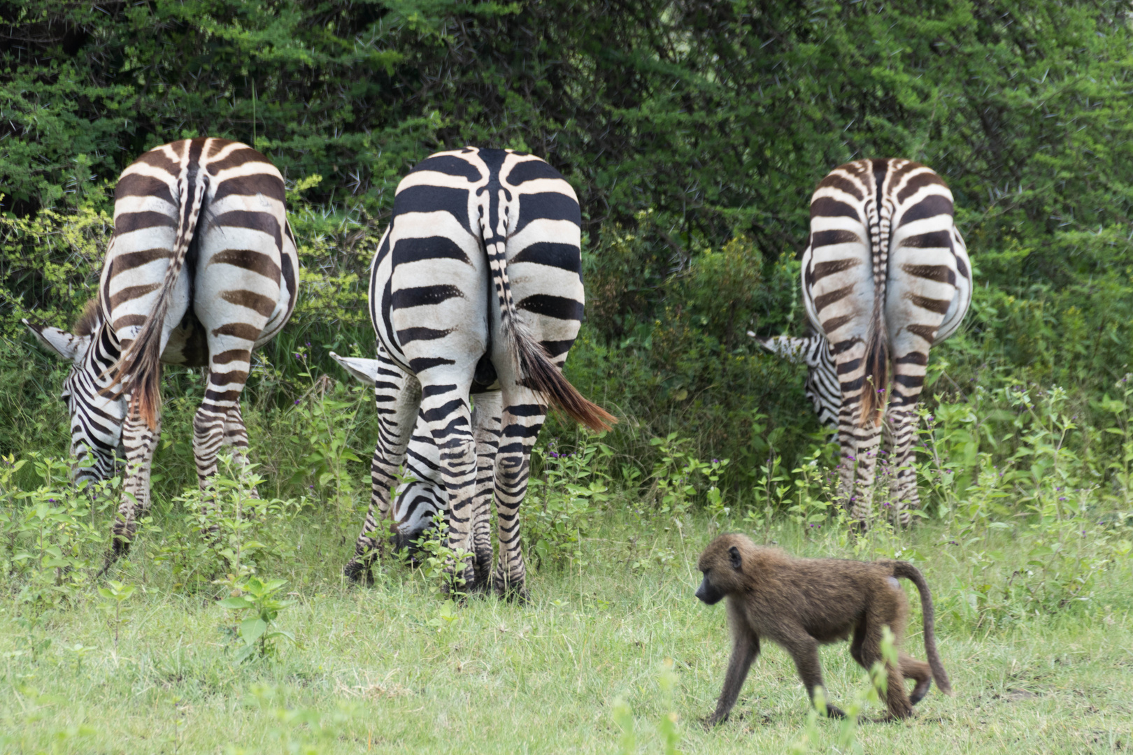 Zebras lassen sich nicht beeindrucken