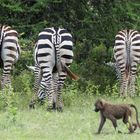 Zebras lassen sich nicht beeindrucken