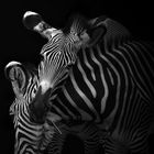 Zebras - LK