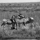 Zebras mal in Schwarzweis