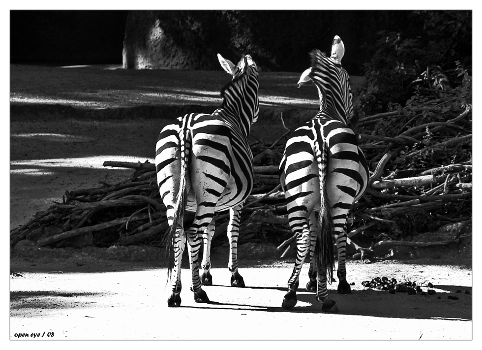 Zebras mal von der Sicht die sie uns gerade zeigen:-)