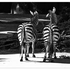 Zebras mal von der Sicht die sie uns gerade zeigen:-)