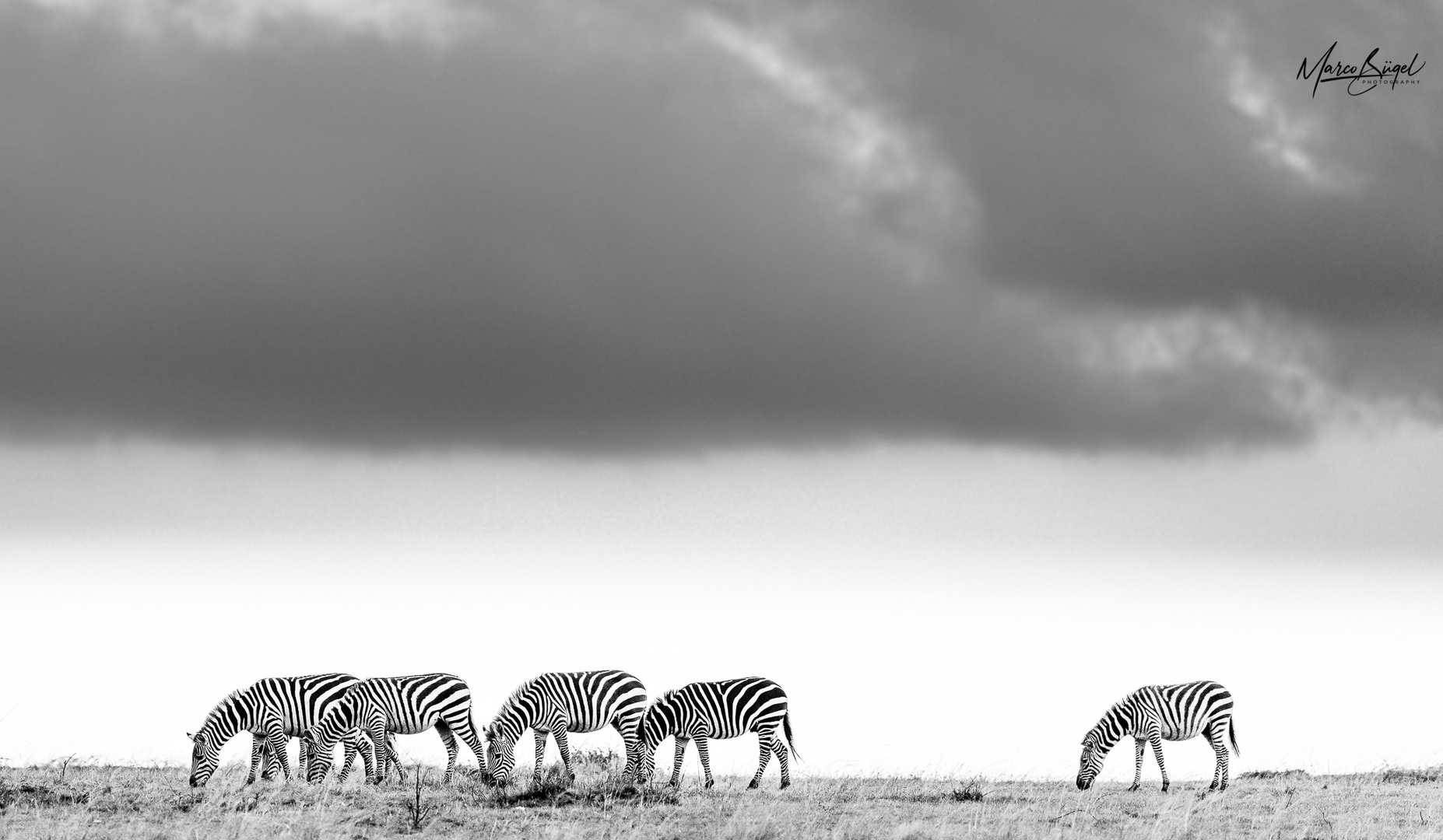 Zebras Masai Mara