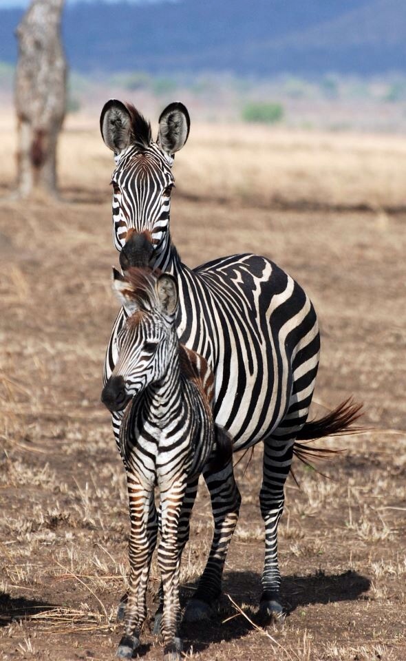 Zebras, Mikumi Nationalpark, Tansania