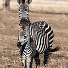 Zebras, Mikumi Nationalpark, Tansania