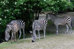 Zebras mit Jungtier