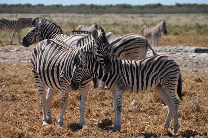 Zebras Namibia