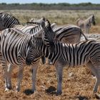 Zebras Namibia