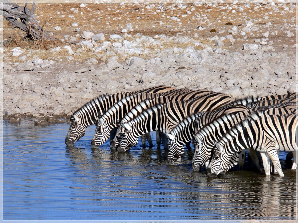 Zebras, Namibia