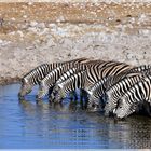 Zebras, Namibia