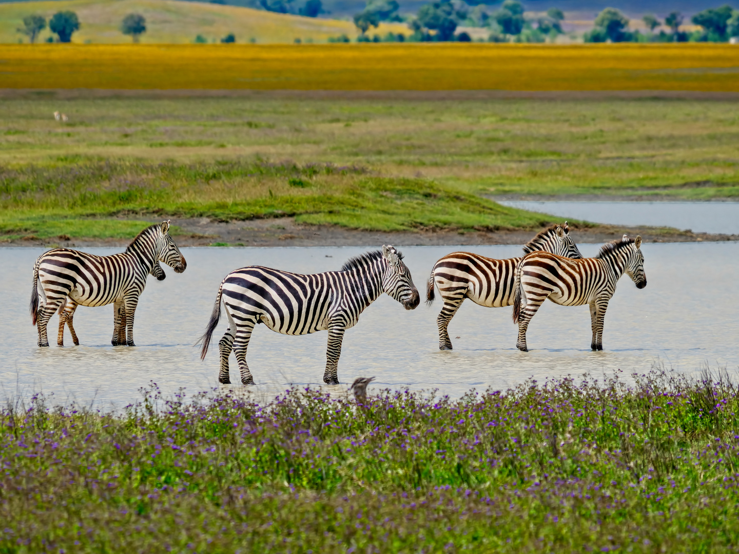 Zebras nehmen Fußbad