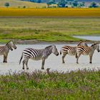 Zebras nehmen Fußbad