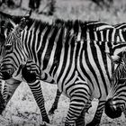 Zebras No. 1