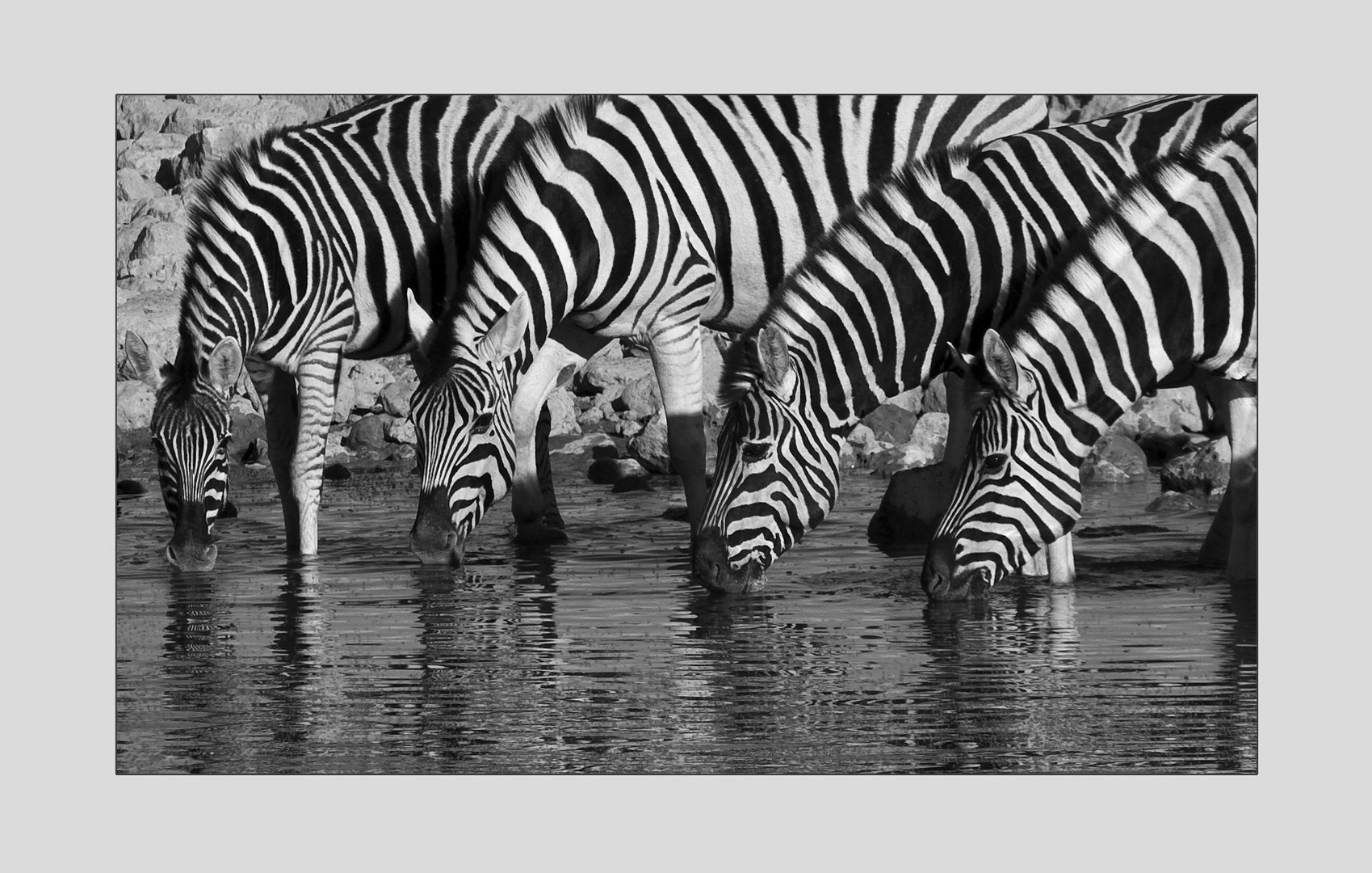 Zebras oder Symphonie in Streifen #1