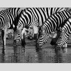 Zebras oder Symphonie in Streifen #1