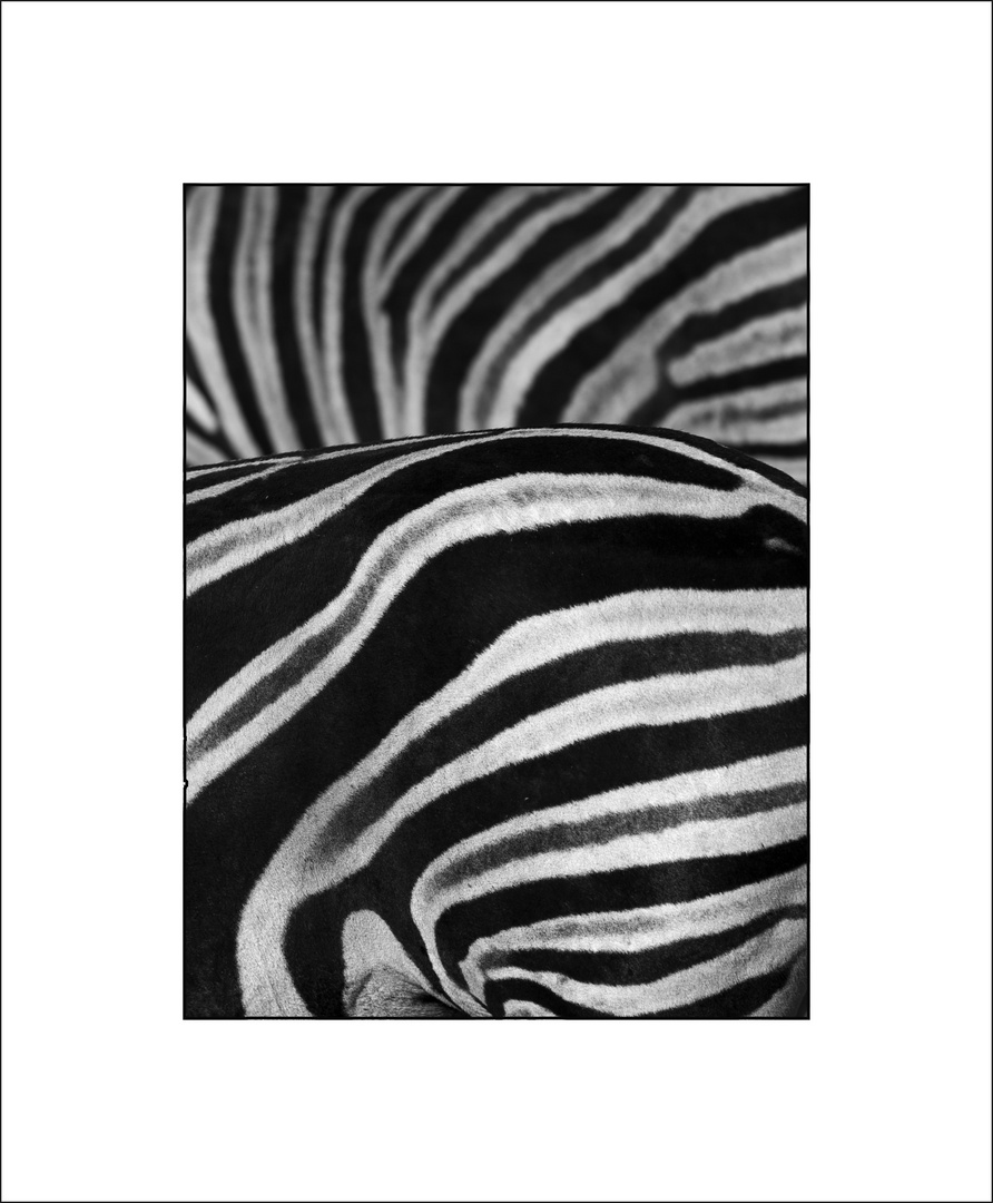 Zebras oder Symphonie in Streifen #2