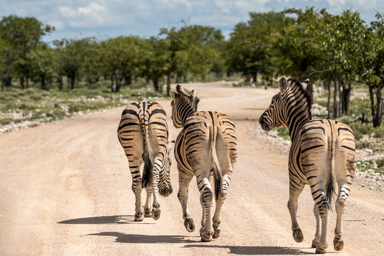 Zebras on road