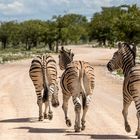 Zebras on road