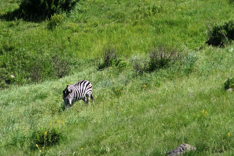 Zebras Paradise