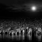 Zebras' Party