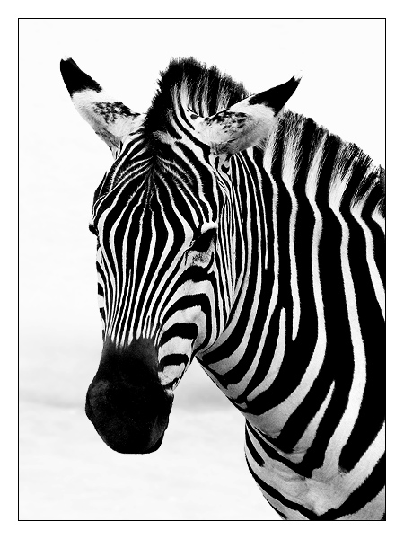 zebra's portrait