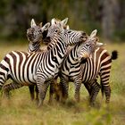 Zebras Rangelei