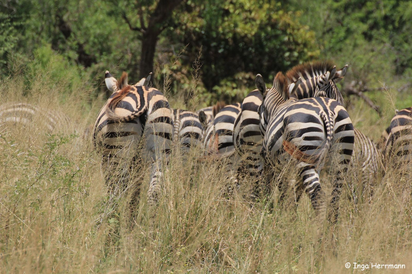 Zebras Rückseite