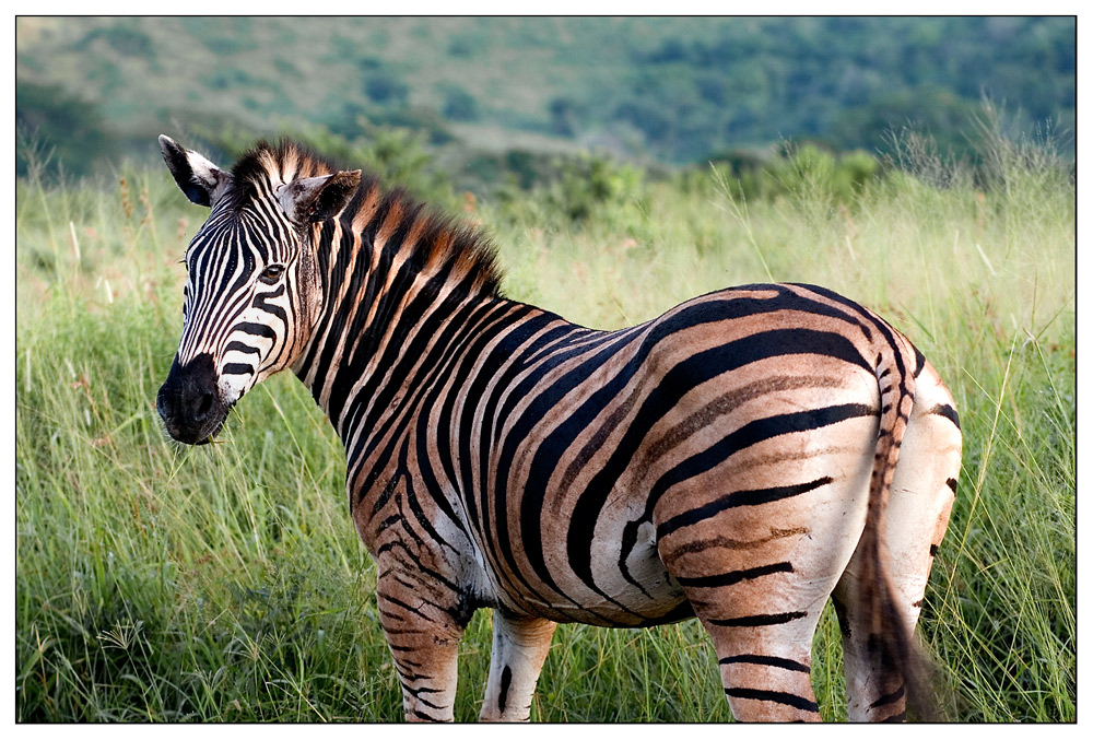 Zebras sehen aus ...