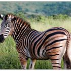 Zebras sehen aus ...