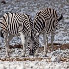 Zebras- Siamesische Zwillinge